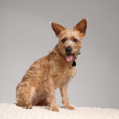 tickless-pet-gato-perro