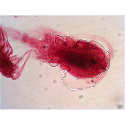 levenhuk-n38-ng-vidrio-portaobjetos-de-microscopio