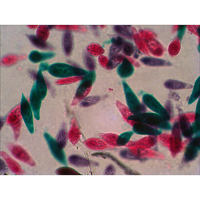 levenhuk-n18-ng-preparatenset-vidrio-portaobjetos-de-microscopio