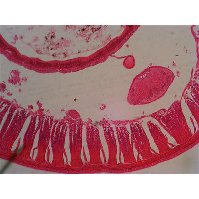 levenhuk-n18-ng-preparatenset-vidrio-portaobjetos-de-microscopio