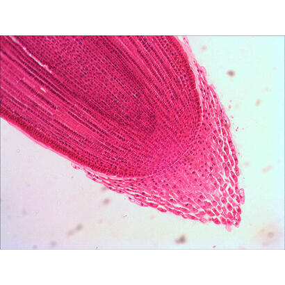 levenhuk-n18-ng-preparatenset-vidrio-portaobjetos-de-microscopio