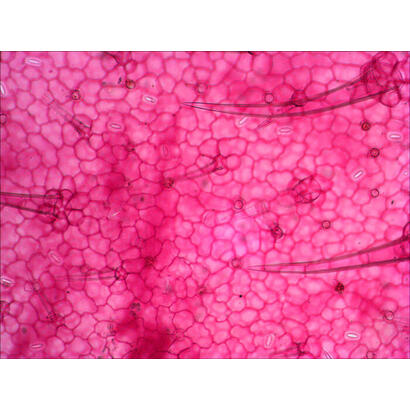 levenhuk-n18-ng-preparatenset-vidrio-portaobjetos-de-microscopio