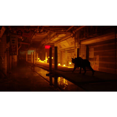 stray