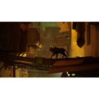stray