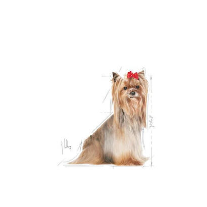 royal-canin-yorkshire-terrier-8-15-kg