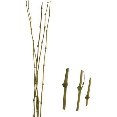 cana-bambu-verde-juego-de-5