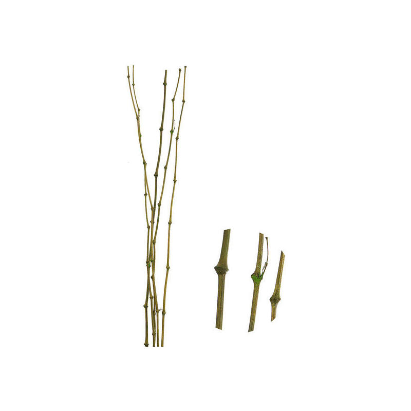 cana-bambu-verde-juego-de-5