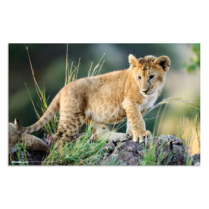 herma-protector-de-escritorio-animales-de-africa-55x35-3-piezas