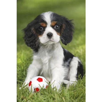puzzle-schmidt-juega-a-mis-bebes-mascotas-favoritas-56361