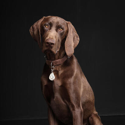 tickless-pet-gato-perro