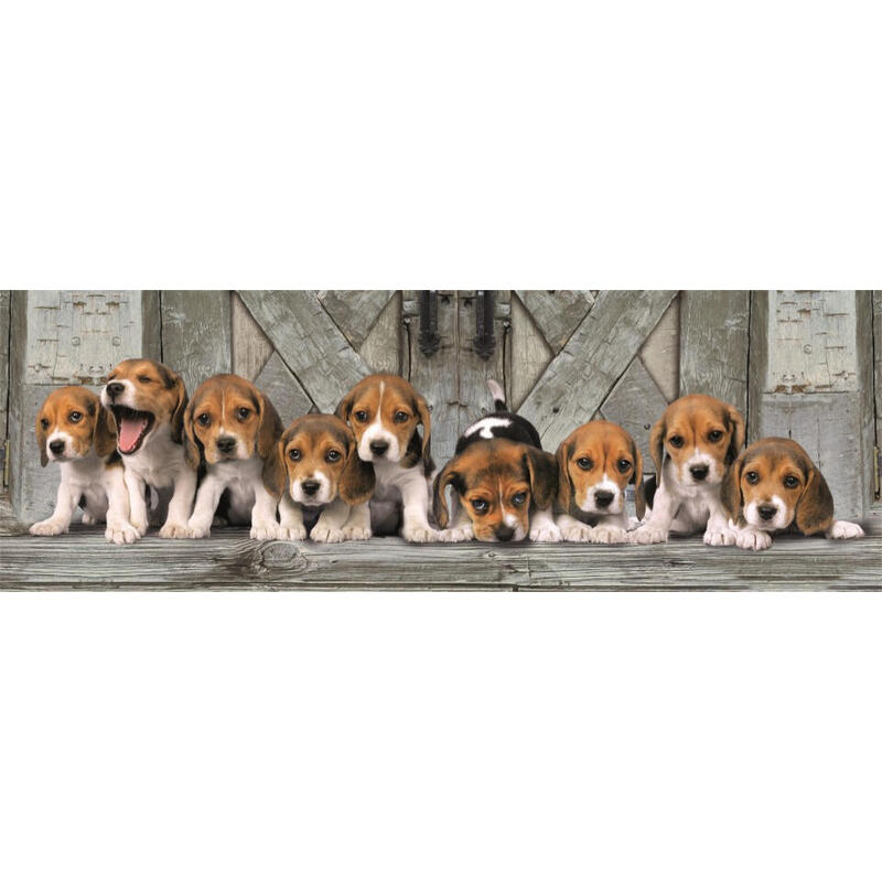 puzzle-panorama-beagles-high-quality-1000pzs