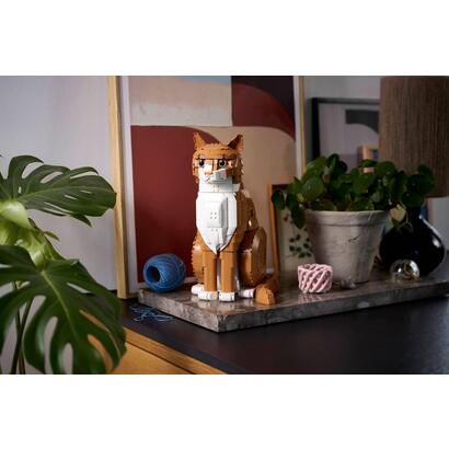 cideas-21376-gato-naranja