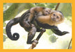 EAN 8005125215324 - Clementoni 21532 puzzle imagen 4