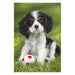 EAN 4001504563615 - Schmidt® Spiele 56361 puzzle Puzzle rompecabezas 48 pieza(s) Animales imagen 1