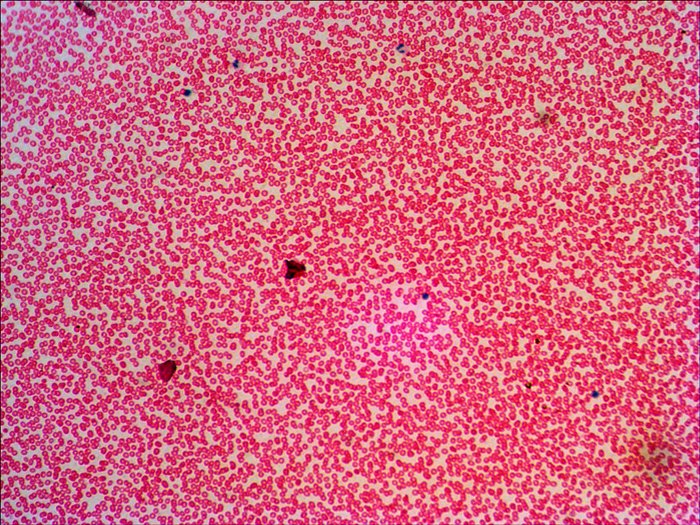 Levenhuk N38 Ng Vidrio Portaobjetos De Microscopio