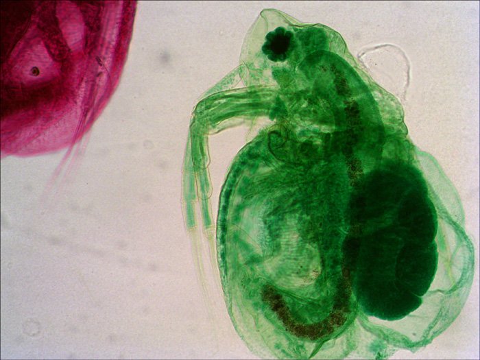 Levenhuk N38 Ng Vidrio Portaobjetos De Microscopio