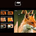 EAN 6942351411163 - Hisense Laser TV PL2 proyector de TV Proyector de alcance ultracorto 2700 lúmenes ANSI DLP UHD 4K (3840x2 imagen 14