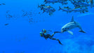 EAN 0045496511869 - Nintendo Endless Ocean Luminous (Switch) Estándar Plurilingüe Nintendo Switch imagen 3