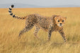 EAN 4005086147461 - schleich Vida Salvaje 14746 figura de juguete para niños imagen 2