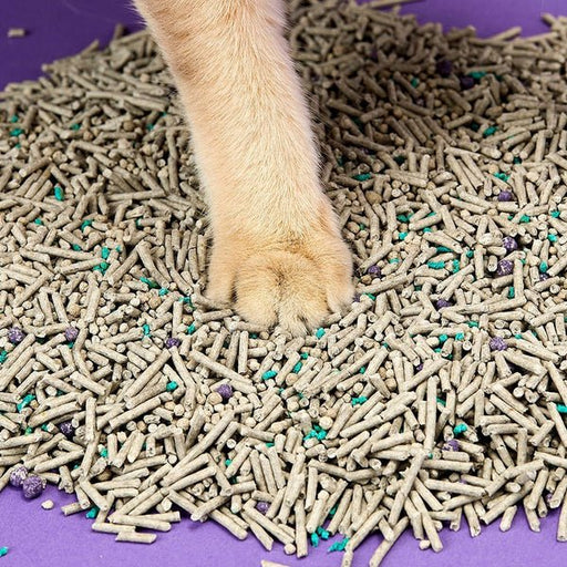 EAN 6973293800630 - PETKIT PKCL04 imagen 2