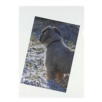EAN 4008110315195 - Herlitz 10843746 protector de hojas 210 x 297 mm (A4) Polipropileno (PP) 100 pieza(s) imagen 3