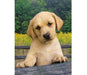 EAN 8005125390700 - Clementoni Cute puppy 1000 pieza(s) Fauna imagen 1