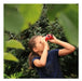 EAN 3760265542581 - Kodak BCS100 binocular Techo Rojo imagen 9