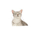 EAN 9003579018934 - Royal Canin SENSORY FEEL 85 g imagen 3