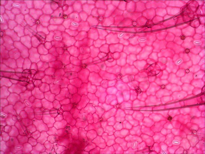 Levenhuk N38 Ng Vidrio Portaobjetos De Microscopio
