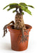 EAN 0849421005399 - The Noble Collection Mandragore imagen 5