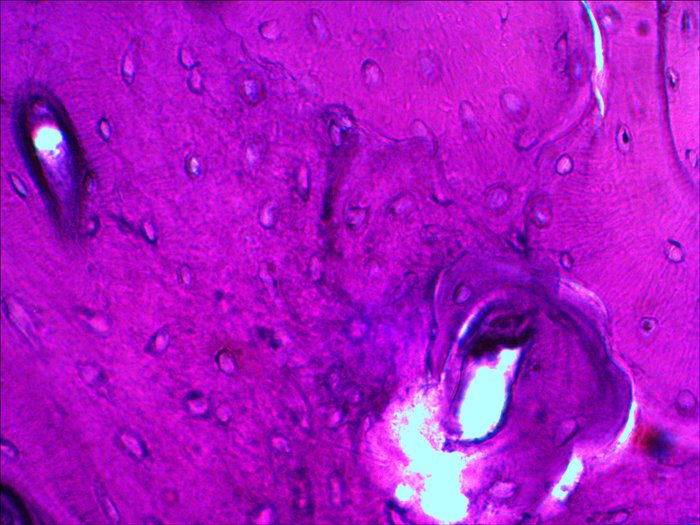 Levenhuk N20 Ng Vidrio Portaobjetos De Microscopio