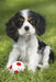 EAN 4001504563615 - Schmidt Spiele 56361 puzzle Puzzle rompecabezas 48 pieza(s) Animales imagen 2