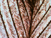 EAN 0611901511054 - Levenhuk N10 NG Vidrio Portaobjetos de microscopio imagen 2