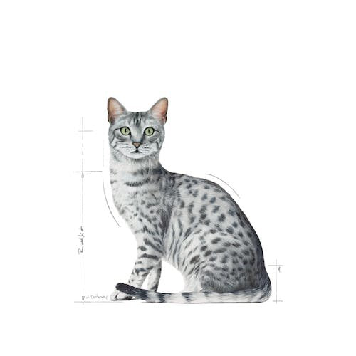 EAN 9003579013793 - Royal Canin Indoor Sterilized 85 g imagen 3