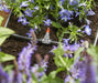 EAN 4078500140706 - Gardena 1407-20 sistema de riego por goteo imagen 4