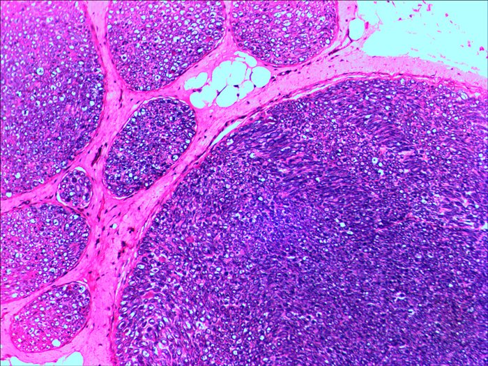 Levenhuk N20 Ng Vidrio Portaobjetos De Microscopio
