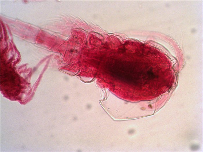 Levenhuk N38 Ng Vidrio Portaobjetos De Microscopio