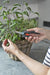 EAN 4066407003187 - Gardena FreshCut tijeras de podar Evitar Negro, Verde imagen 4