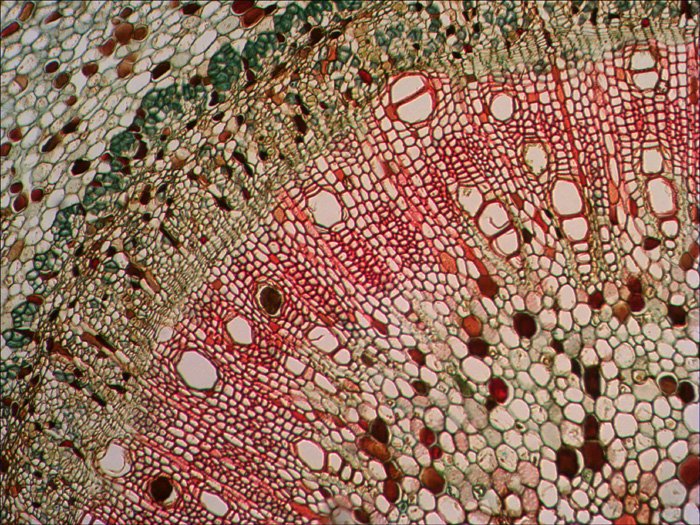 Levenhuk N18 Ng Preparatenset Vidrio Portaobjetos De Microscopio