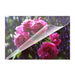 EAN 4030152091652 - Olympia 9165 plastificador 100 pieza(s) imagen 4