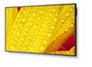 EAN 5028695127470 - NEC MultiSync M501-2 Diseño de quiosco 127 cm (50") LED 4K Ultra HD Negro Procesador incorporado imagen 5