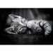 EAN 8005125399505 - Clementoni High Quality Collection 39950 puzzle Puzzle rompecabezas 1000 pieza(s) Animales imagen 2