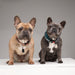 EAN 5999566451010 - Tickless PET Gato / Perro imagen 5