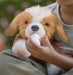 EAN 630996265482 - Moose Toys My Really Real Puppy imagen 11