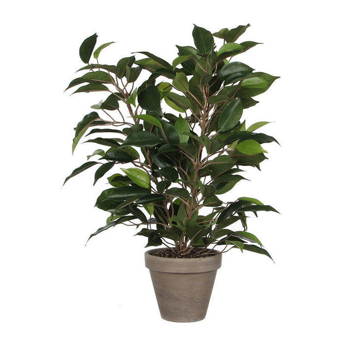 Ficus Natasja Con Maceta Ø11,5x40x30cm